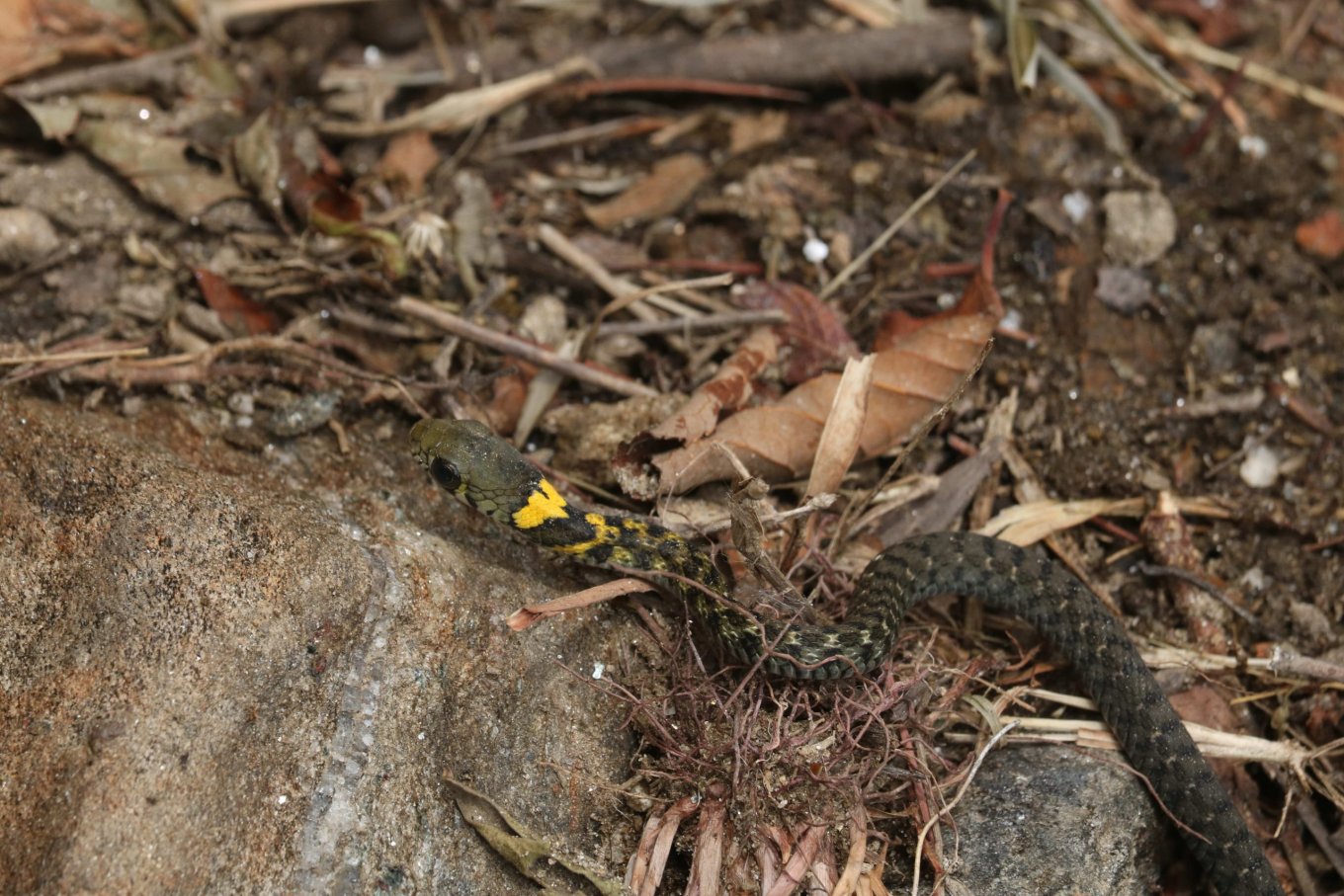 Juvenile of Himalayan Keelback (Rhabdophis himalayanus)